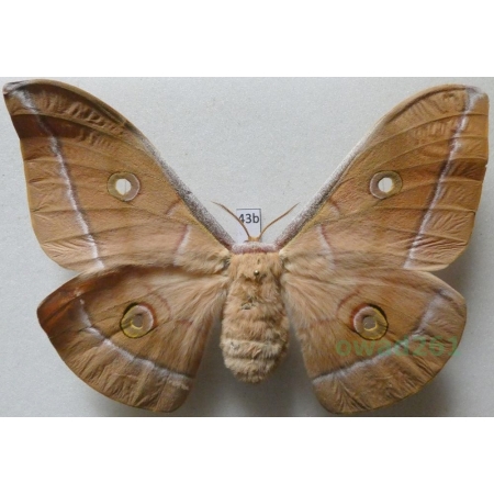 Antheraea pernyi (Guérin-Méneville, 1855) female ex. ovo China 122mm43b